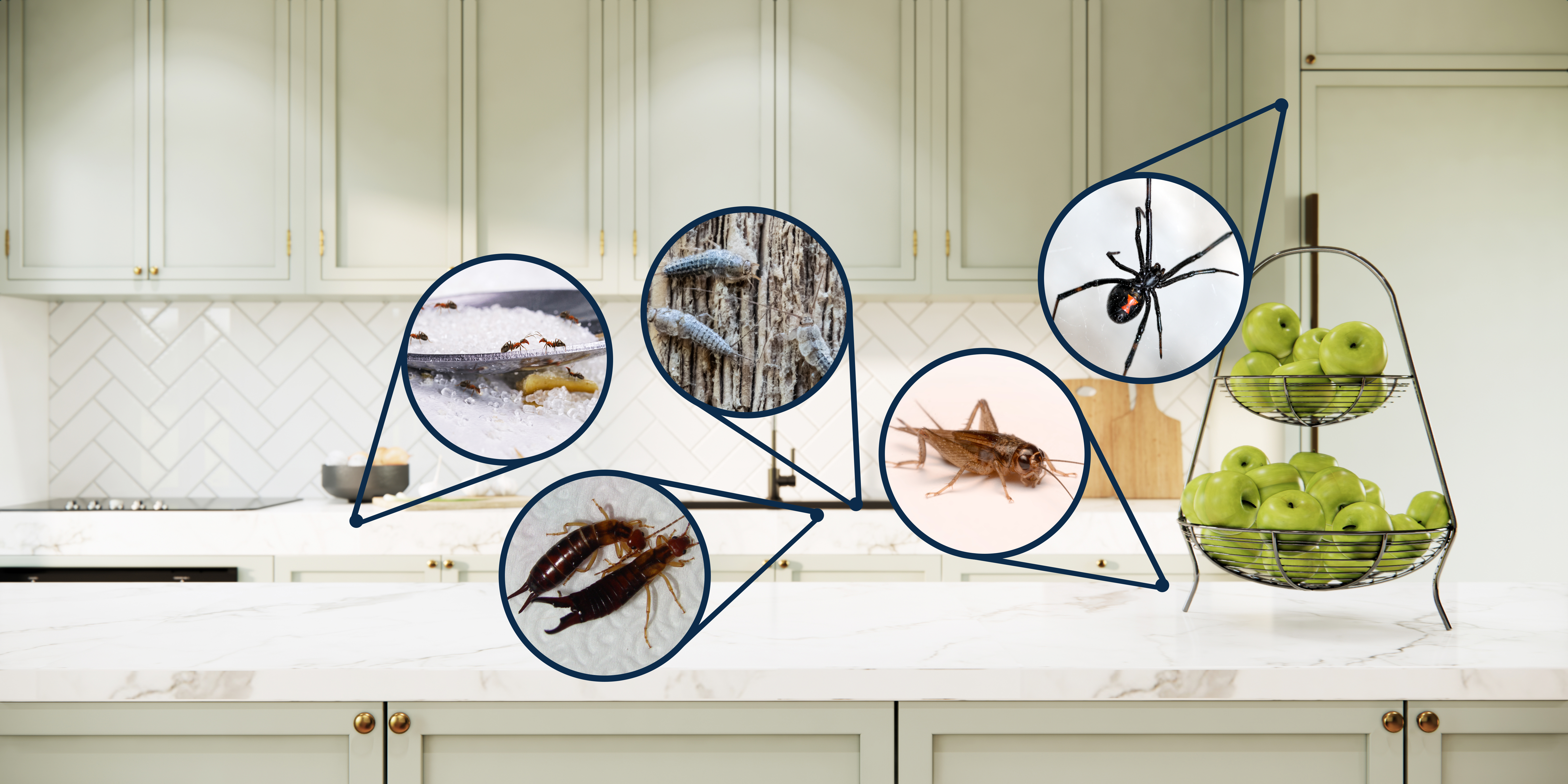 Kitchen cabinets and countertops showing close ups of pests: ants, silverfish, earwigs, spiders and crickets.