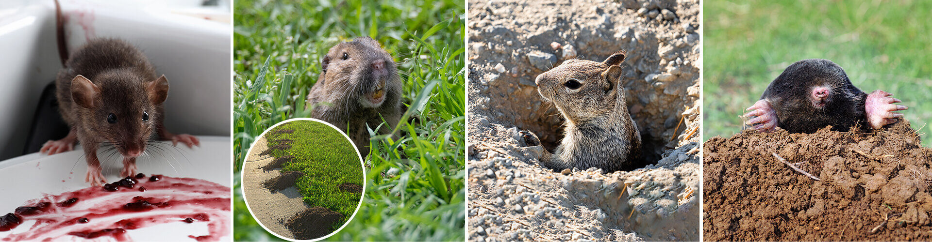 examples of rodent pests like rats, mice, squirrels and gophers examples of rodent pests like rats, mice, squirrels and gophers